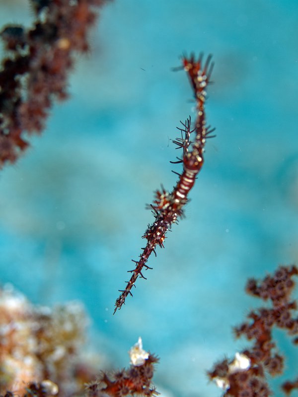 Ghost pipe fish, Meno Wall